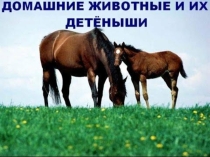 Презентация по лексической теме Домашние животные