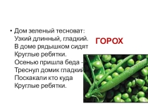 Презентация к уроку естествознания в 7 классе на тему Бобовые.Горох