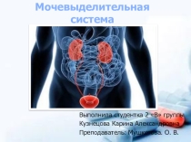 Презентация по анатомии Мочевыделительная система человека