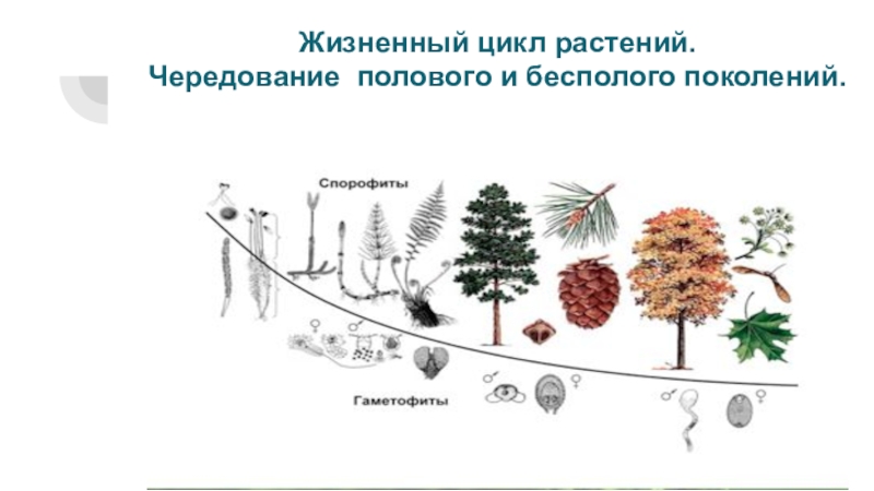 Какие поколения чередуются