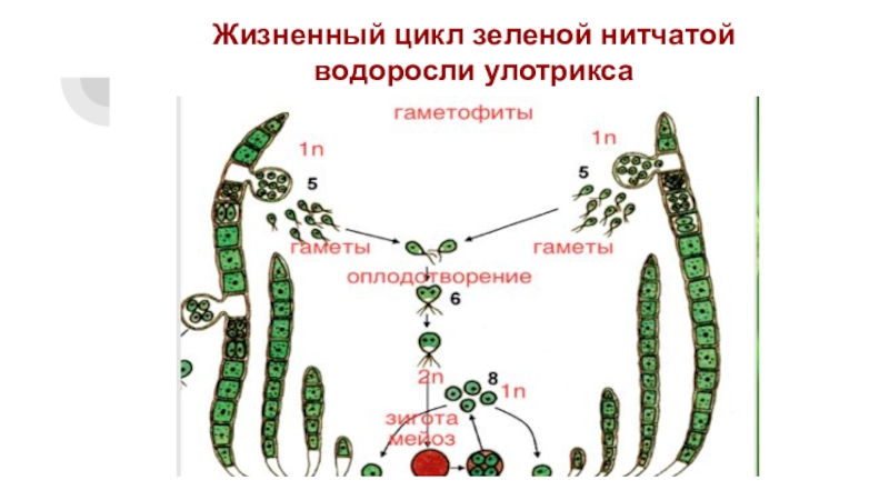 Чем является у водорослей гаметофит. Жизненный цикл зеленой водоросли улотрикса. Жизненный цикл улотрикса рисунок. Жизненный цикл водорослей улотрикс. Жизненный цикл зеленых водорослей улотрикс.