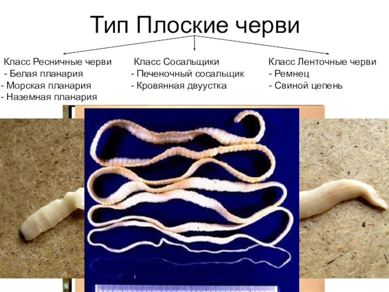 Плоские черви простейшие. Плоские ленточные черви биология 7 класс. Ленточные черви Тип кольчатые. Ленточные черви и Ресничные черви. Класс червей ленточные черви.