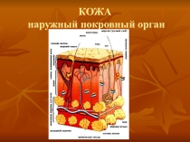 Презентация к уроку 8 класса на тему  Кожа- наружный покровный орган
