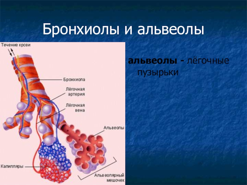 Капилляры и альвеолы легких функции. Легкие строение альвеолы. Альвеолы это лёгочные пузырьки. Бронхиолы анатомия. Капилляры альвеол.
