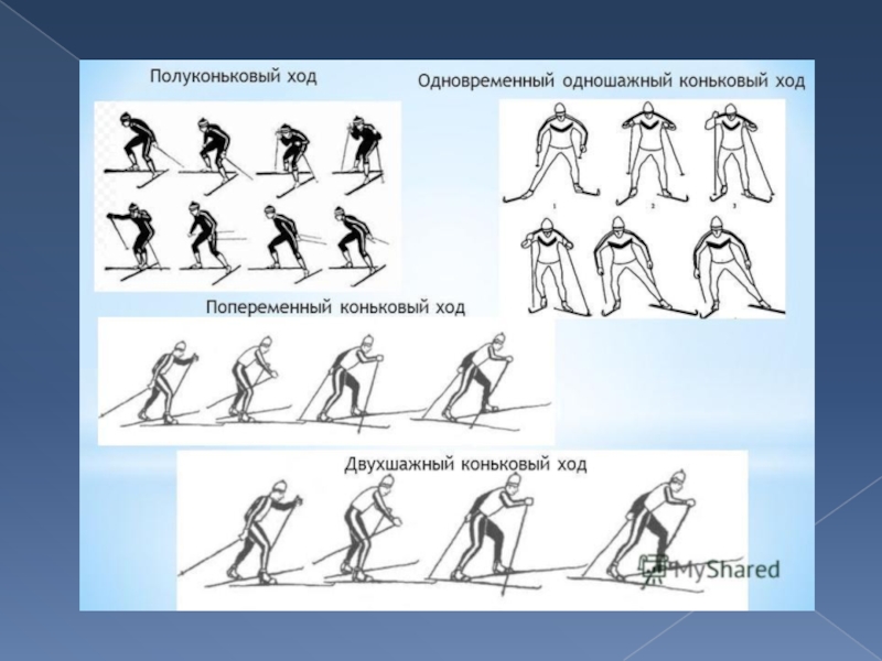 Полуконьковый ход на лыжах