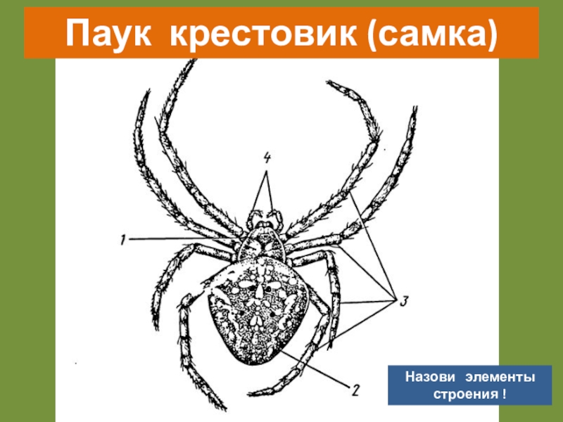 Внешнее строение паука крестовика рисунок с подписями