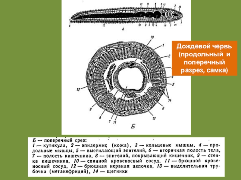 Поперечный срез червя. Поперечный срез тела дождевого червя схема. Схема поперечного разреза кольчатого червя. Кольчатые черви схема строения. Строение кольчатого червя в разрезе.