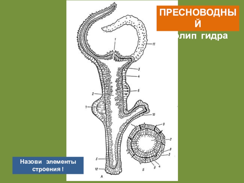 Гидра пресноводная рисунок