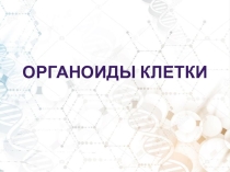 Презентация по биологии Строение эукариотической клетки.