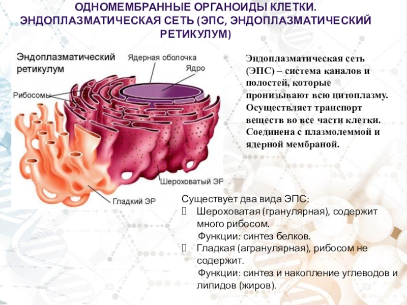 Органоиды клетки ядро функции. Эндоплазматическая сеть функции органоида. Строение эндоплазматической мембраны. ЭПС функции органоида. Органоиды клетки эндоплазматическая сеть.