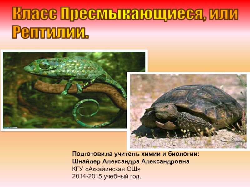 Презентация Презентация по биологии Рептилии (7 класс)
