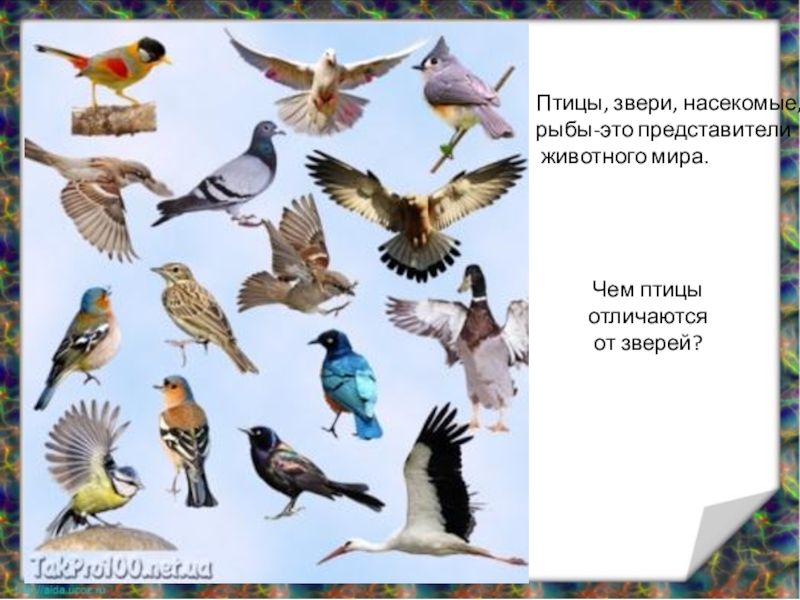 Как поют разные звери птицы и насекомые. Отличия птиц. Группа животных птицы. Разные животные и птицы. Чем отличаются птицы.