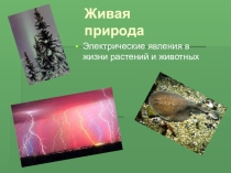 Презентация по теме: Электричество в живой природе