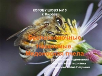 Презентация по естествознанию на тему  Беспозвоночные. Медоносная пчела  ( 8 класс школы 8 вида)
