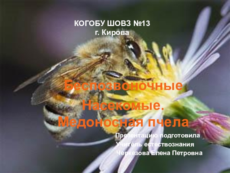 Презентация Презентация по естествознанию на тему  Беспозвоночные. Медоносная пчела  ( 8 класс школы 8 вида)