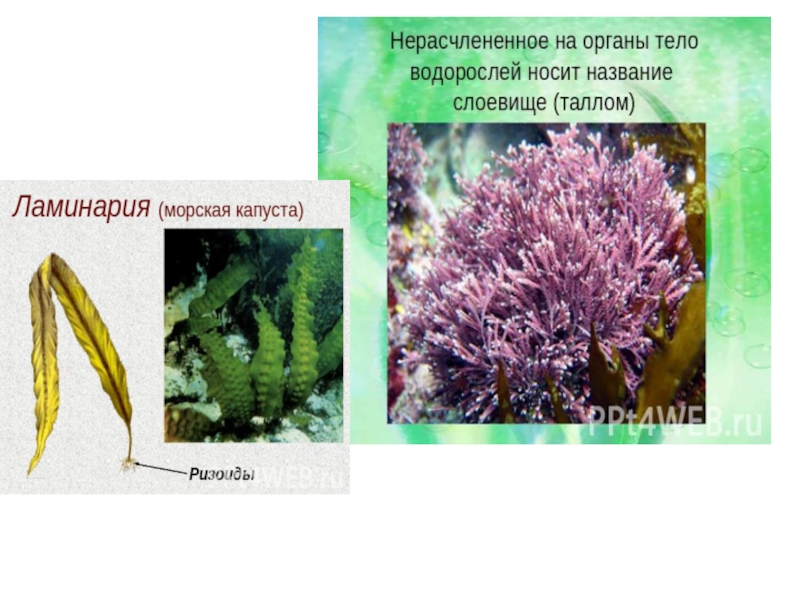 Слоевищем называются. Нерасчлененные растения. Морская капуста цветковое растение. Тело представлено слоевищем водоросли или мхи. Ламинария японская, слоевище травы Байкала.
