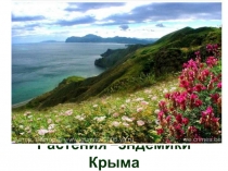 Презентация по окружающему миру Растения-эндемики Крыма