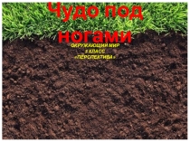 Презентация по окружающему миру на тему  Чудо под ногами