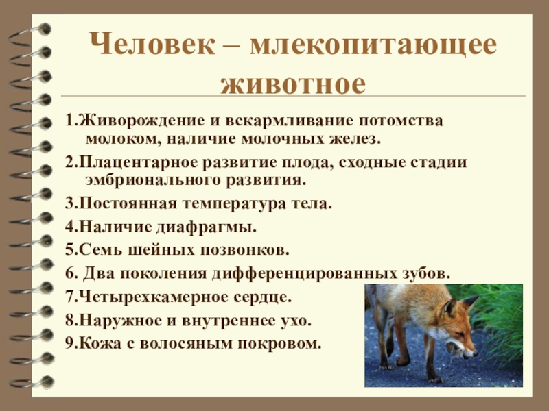 По какому морфологическому признаку изображенное на рисунке животное относится к млекопитающим слон