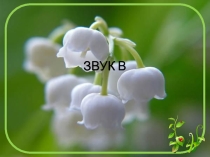 ПРЕЗЕНТАЦИЯ ЛОГОПЕДИЯ ЗВУК В(ДОШКОЛЬНИКИ)
