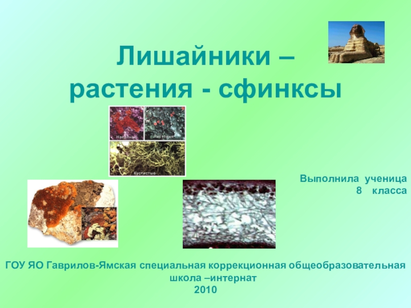 Презентация Презентация Лишайники - растения-сфинксы (к проекту Лишайники - биоиндикаторы воздушной среды)
