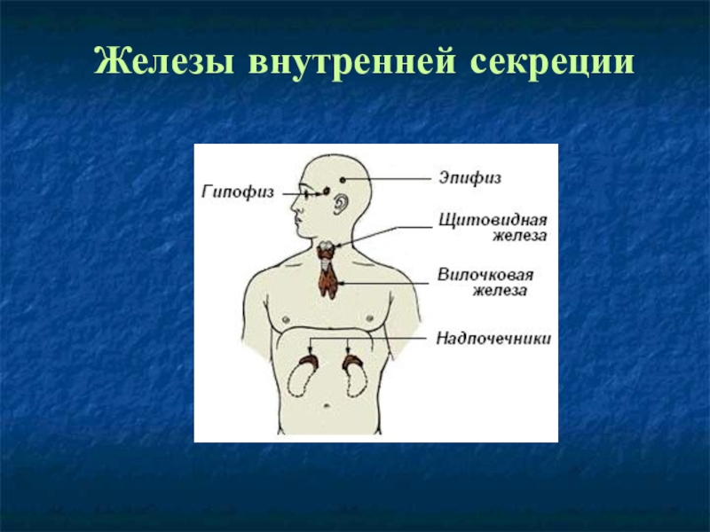 Железы внутренней секреции презентация 8