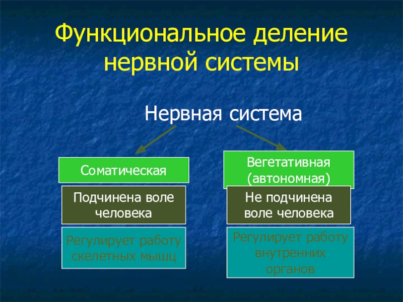 Подчинена воле человека. Функциональное деление нервной системы. Функциональное деление нервной системы соматическая. Нервная система функционально делится на. Деление нервной системы на отделы.