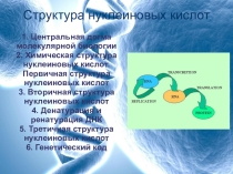 Презентация по биологии на тему  Структура нуклеиновых кислот 9 класс