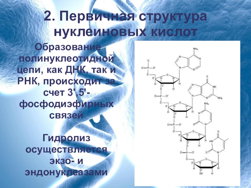 Нуклеиновые кислоты образуются. Первичная структура ДНК полинуклеотидная цепь. Первичная и вторичная структура нуклеиновых кислот ДНК И РНК. Первичная структура нуклеиновых кислот нуклеиновых кислот. Вторичная структура нуклеиновых кислот формула.