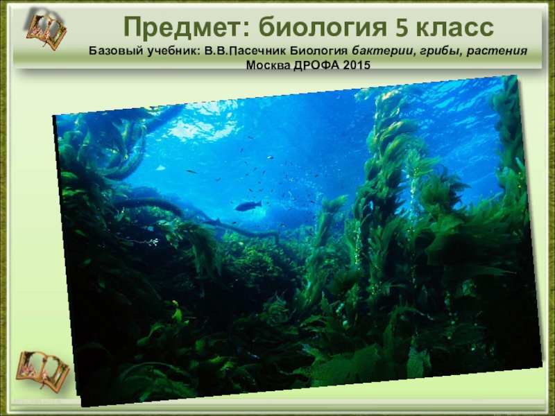 Презентация Презентация по биологии на тему Водоросли (5 класс)