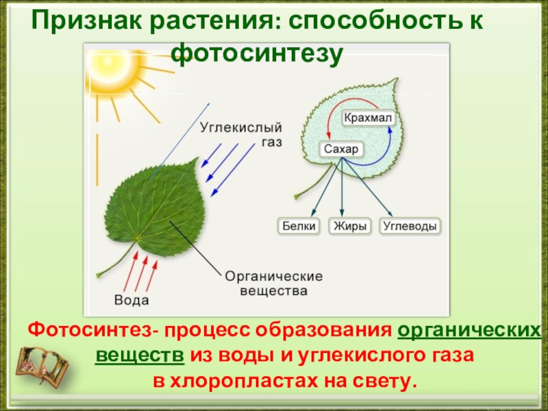 Для образования органических веществ растениям необходима энергия. Схема фотосинтеза 6 класс биология. Процесс фотосинтеза у растений схема. Фотосинтез листа схема. Фотосинтез схема Пасечник.