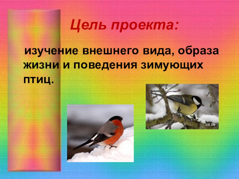 Цель проекта:  изучение внешнего вида, образа жизни и поведения зимующих птиц.