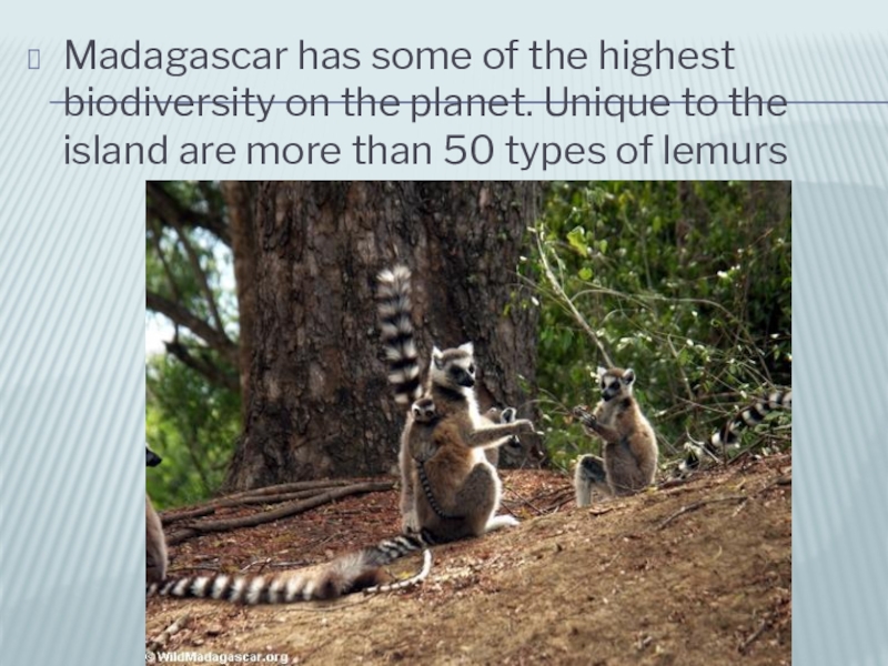 Madagascar has some of the highest biodiversity on the planet. Unique to the island are more than